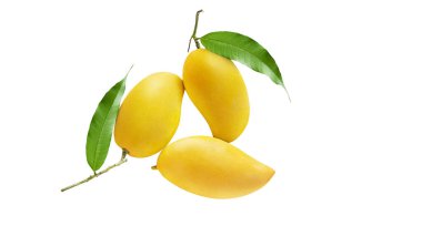 Beyaz arka planda yeşil yapraklı olgun Mango. Clippin
