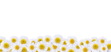 Arkaplan resimleri yapmak için bir sürü güzel papatya