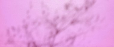 Ürün sunumu için soyut pembe gradyan stüdyo arkaplanı pencere gölgeleri, çiçekler ve ağaçlarla dolu boş oda