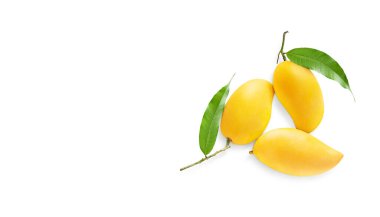 Yeşil mango yapraklı olgun mango meyvesi