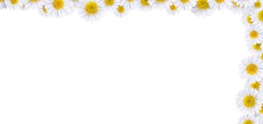 Arkaplan resimleri yapmak için bir sürü güzel papatya