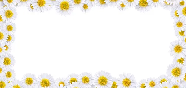 Many Beautiful Daisies Making Background Images — Stock Photo, Image