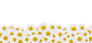 Arkaplan resimleri yapmak için bir sürü güzel papatya