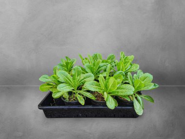 Beton zeminde organik sebze bahçesinde yetişen yeşil sebzeler..