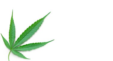 Beyaz arkaplanda taze yeşil kenevir yaprakları.