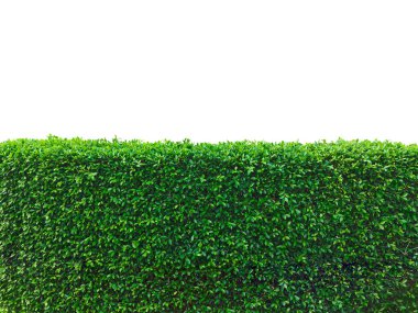 Yeşil Ağaç Çiti ya da Duvar, Görüş Tasarımı Fikirleri.