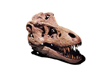 Beyaz arka planda izole edilmiş Tyrannosaurus Rex kafatası.