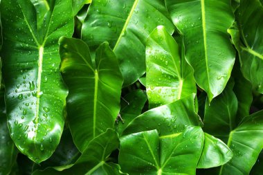 tropik yeşil yapraklar su damlası ile arka plan