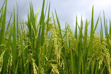 Altın taneli yeşil pirinç bitkisinin düşük açılı görüntüsü
