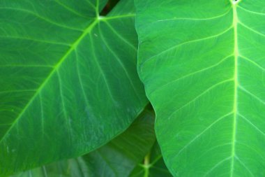 yeşil yaprak arkaplan, tropikal yaprak resmi