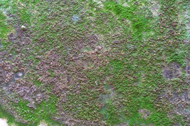 Duvarda yeşil yosun