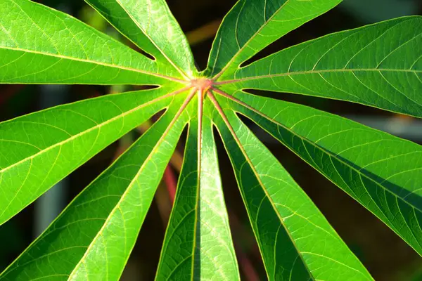 Stock image Cassava leaves in the farm field