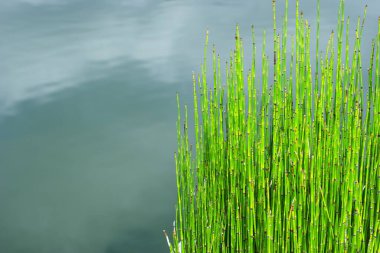 horsetails bamboo, snake grass plant in the edge of a pool clipart