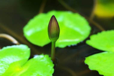 Nilüfer çiçeği sudan çıkar.