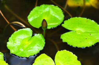 Su nilüferleri sudan çıkar.