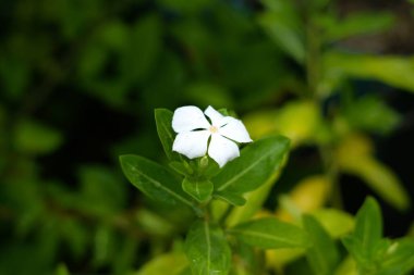 Catharanthus 'un beyaz çiçeği bahçeye çiçek açtı.