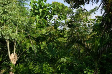 Ormandaki ağaçlar, yeşil bir çevre.