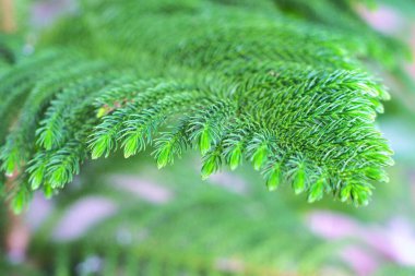 köknar ağacı dalları üzerine seçici odaklanma, doğal arkaplan