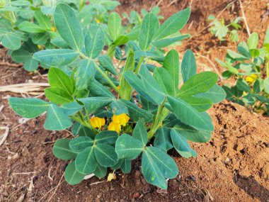 Tarlada yer fıstığı bitkisi