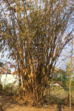 Yazın bambu ağacı