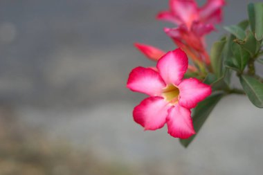 Kopya alanı olan pembe açelya çiçeği