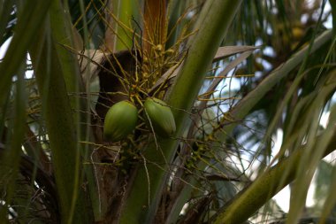 Ağaçtaki küçük hindistan cevizi meyvesinin resmini kapat.