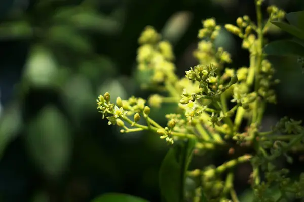 stock image selective focus and close up view of mango flower, productive season of mango