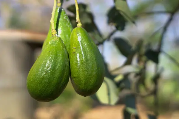 Avocado fruit is hanging on the tree and is ready to harvest. Green avocado garden