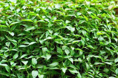 Tarlada taze sebzeler yetişiyor