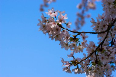 Mavi gökyüzüne karşı çiçekli bir kiraz ağacı dalı.