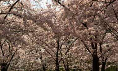 Mavi gökyüzüne karşı çiçekli bir kiraz ağacı dalı.