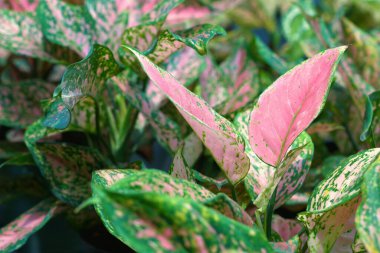 Aglaonema bitki yaprakları bahçede