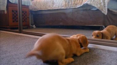 Komik köpek yavrusu aynadaki yansımasına havlıyor. Yansımasını ilk kez görmek. Komik dachshund köpeği aynadaki yansımasını görüyor ve başka bir köpek olduğunu düşünüyor, bu yüzden şakayla saldırıyor.
