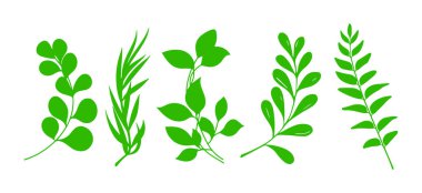 Yeşil yaprak simgeleri ayarlandı. İzole edilmiş arkaplanda simge bırakır. Yeşil yaprak koleksiyonu. Yaprak, kalın bir gövde ve birçok küçük yaprakla stilize edilmiş bir şekilde çizilir..