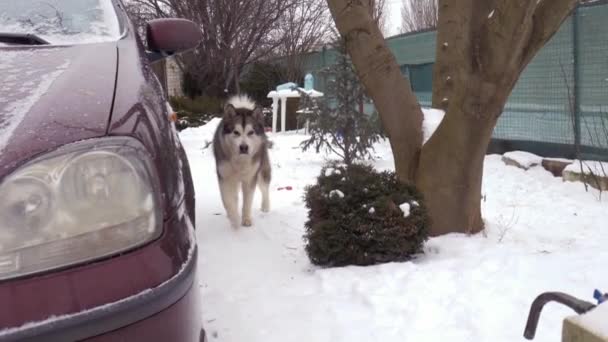 Malamute Alaska Gris Blanco Camina Por Sendero Invierno Mira Cámara — Vídeos de Stock