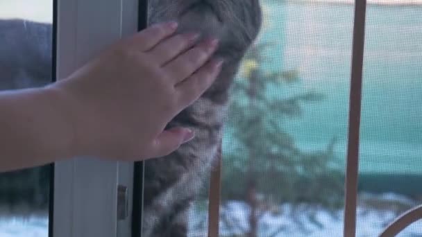 Ριγέ Γάτα Περπατά Έξω Από Την Πόρτα Του Παραθύρου Και — Αρχείο Βίντεο