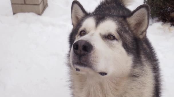 Зима Снег Красивая Собачья Порода Аляскинский Маламут Хаски Лизать Нюхать — стоковое видео