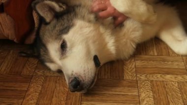 Büyük bir Alaska Malamute köpeğini okşayan bir kadın eli. Köpek başını sıvazlarken zevkle gözlerini kapatır.