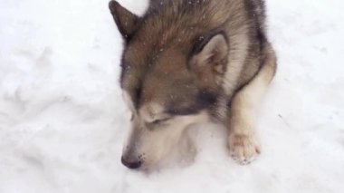 Kış, kar, buz yemek ve bir köpek çifti Alaska Malamute, açık hava.