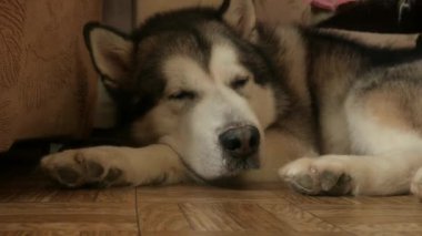 Bir Alaska Malamute 'u yerde kıvrılmış, dinleniyordu. Evcil hayvan üzgün. Gözleri açık, uyumaya çalışan sevimli gri ve beyaz bir köpek.
