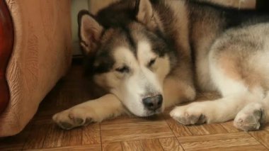 Alaska Malamute köpeği yerde uyuyor.