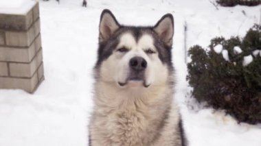 Kışın güzel Malamut Husky. Bir köpek bir kar tanesini yakalamaya çalışır. Gri ve beyaz bir köpek karda oturuyor.