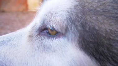 Bir köpeğin gözünün yakın çekimi. Alaska Malamute köpeğinin kahverengi gözleri
