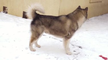 Alaska Malamute cinsinden büyük bir köpek kışın bahçede yürür. Gri ve beyaz bir köpek bahçede yürüyor ve karı kokluyor.