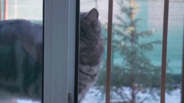 Çizgili kedi pencereden dışarı çıkar ve evin içindeki camdan bakar, kedi miyavlar ve eve gelmek ister, pencerenin dışında kedi miyavlamaları, kadının eli cama vurur.