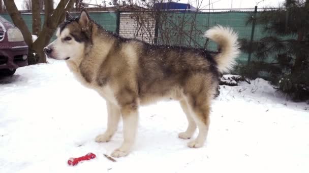 Огромная Собака Аляскинской Породы Маламут Стоит Зимнем Дворе Смотрит Вдаль — стоковое видео