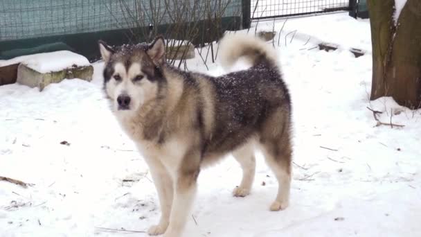 Duży Alaskan Malamute Szczeka Macha Ogonem Zimowym Podwórku Pies Szczeka — Wideo stockowe