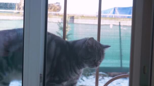 Μια Ριγέ Γάτα Περπατά Πίσω Από Την Πόρτα Του Παραθύρου — Αρχείο Βίντεο