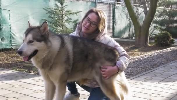 Una Chica Sonriente Acariciando Perro Alaska Malamute Pie Junto Ella — Vídeo de stock