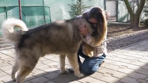 Hund Alaska Malamute Ras Försiktigt Snuggles Till Bröstet Flicka Glad — Stockvideo